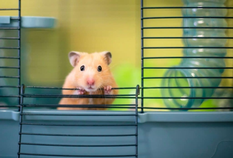 The teeth of hamsters are yellow due to the high amount of iron in their diet.