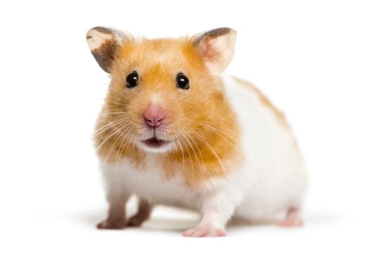 The teeth of hamsters are yellow due to the high level of iron in their diet.