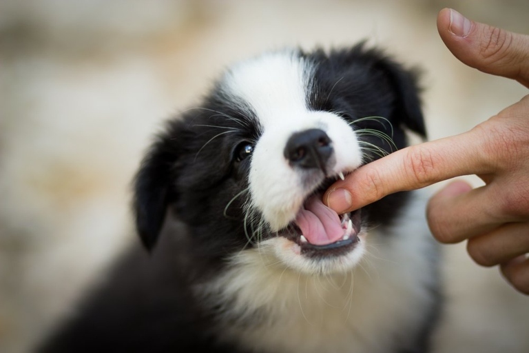 The three steps to stop dogs from biting each other's legs are: 1) provide plenty of chew toys and bones; 2) train your dogs with positive reinforcement; and 3) never allow your dogs to play with each other unsupervised.