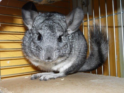 The two animals are different in many ways, but the most important difference is that chinchillas are much better at handling stress.