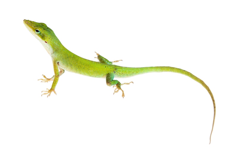 The two types of anoles cannot live together because they are natural enemies.