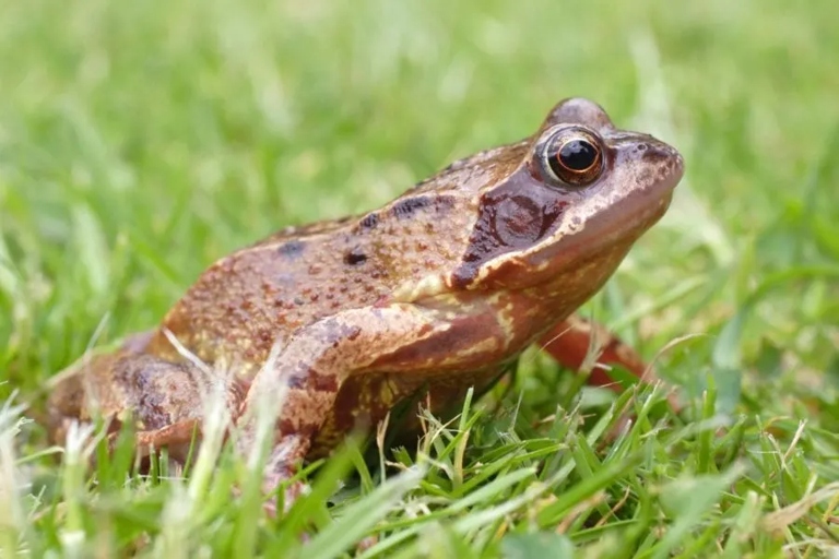 The water and vinegar solution will keep frogs out of your home.