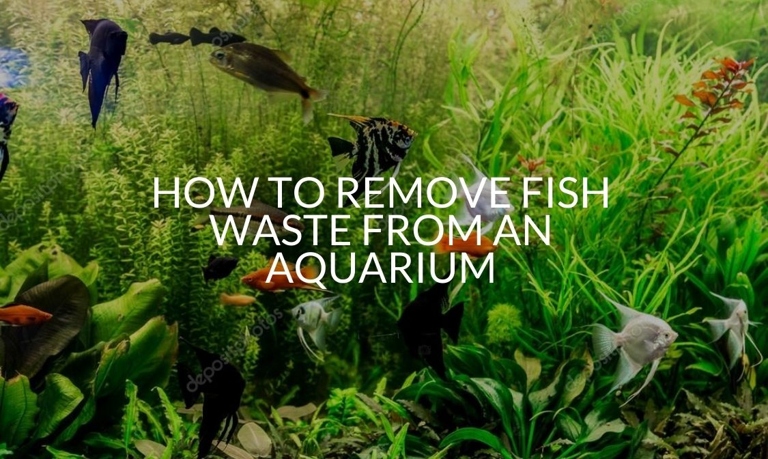There are a few different ways that you can remove fish poop from your freshwater tank.