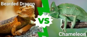There are a few key differences to take into account when setting up a habitat for a chameleon versus a bearded dragon.