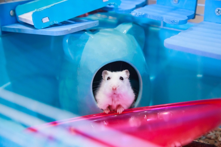 There are a few reasons why your hamster might be trying to escape, but the most likely reason is that they're just bored.