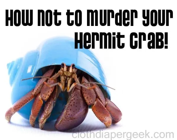 There are a few reasons why your hermit crab might be upside down, but don't worry, they're all fixable.