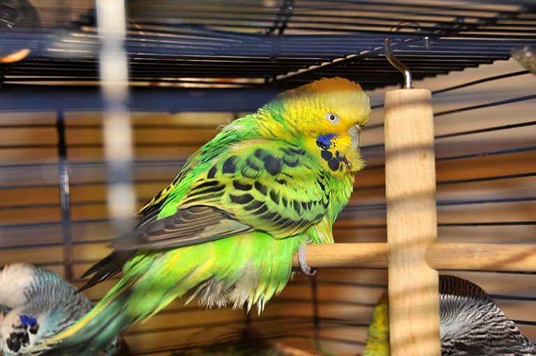 There are a few reasons your budgie may not be eating, including being too cold or having a dirty cage.