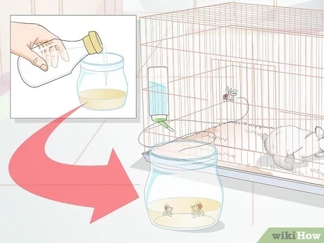 There are a few things you can do to keep flies away from your guinea pig cage.