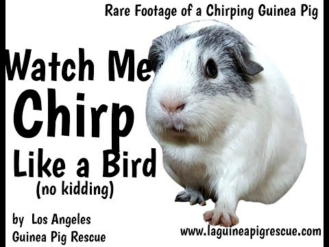 There are a few things you can do to stop your guinea pig from chirping like a bird.
