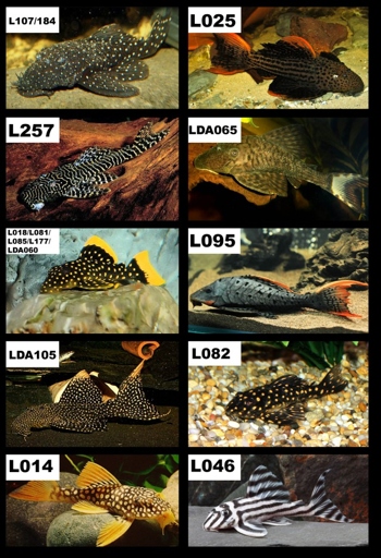 There are different species of plecos, but they are all compatible with each other.