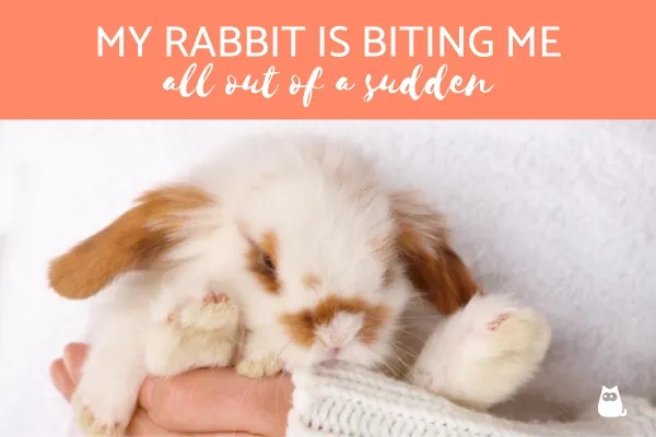 There are four possible reasons why your rabbit nibbles you, and you can find solutions for each reason.