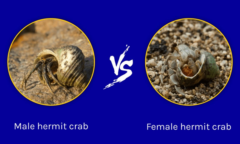 There are four ways to determine the gender of a hermit crab.