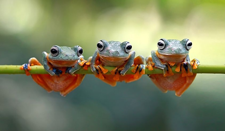 There are many different types of frogs, and not all of them can live together.