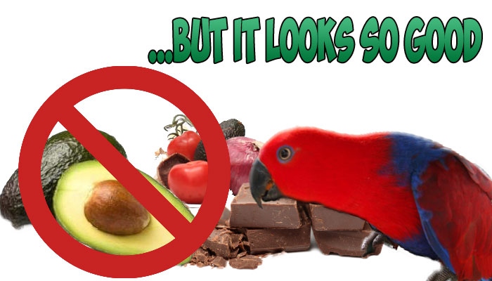 There are many different types of tomatoes, and not all of them are safe for your bird to eat.