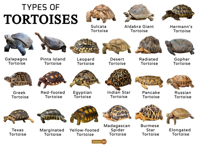There are many different types of tortoises, and each type has a different diet.