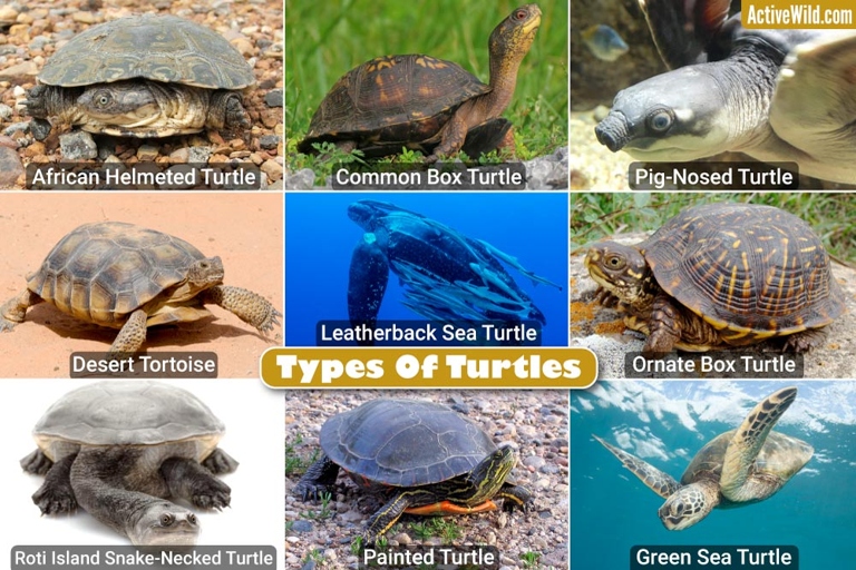 There are many different types of turtles.