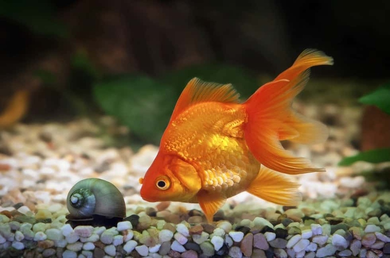 There are many different ways to remove fish poop from gravel, and the best method depends on the size of the aquarium.