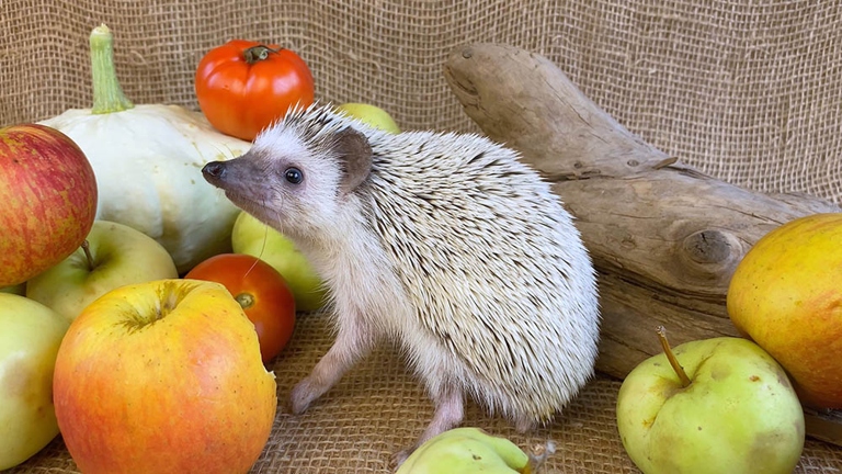 There are many fruits that are safe for hedgehogs, but there are a few that should be avoided.