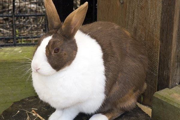 There are many health issues that can cause a rabbit to spray urine, including infections.