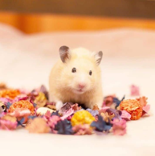There are many health issues that can cause your hamster to smell like fish.