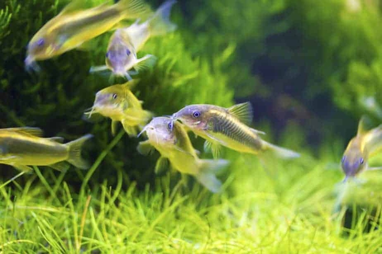 There are many options for what will remove fish poop in your freshwater tank.