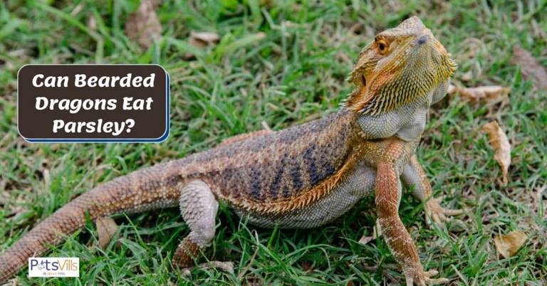 There are many other vegetables that bearded dragons can eat that offer similar benefits to parsley.
