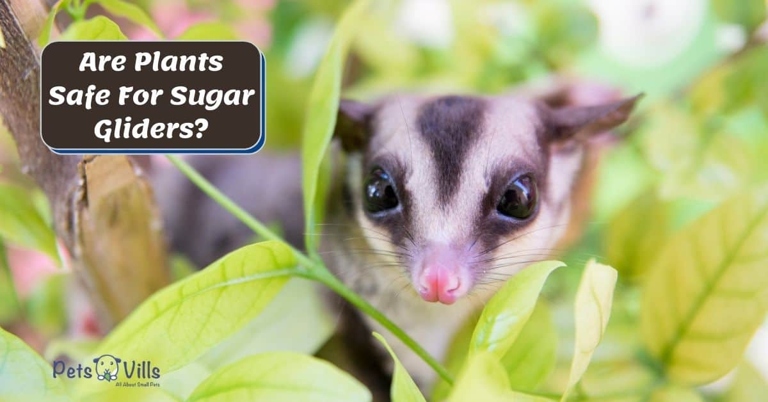 There are many plants that are safe for sugar gliders, including catnip.