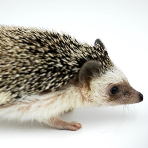 There are many potential causes for a hedgehog's shaking, so it is important to consult with a veterinarian to rule out any serious health concerns.