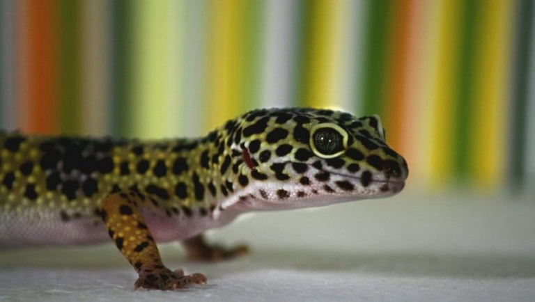 There are many potential causes of a leopard gecko's paleness, and it is important to seek veterinary care to determine the cause and appropriate treatment.