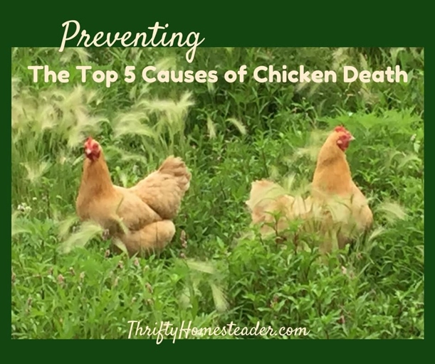 There are many potential causes of death in chickens, some of which are preventable.