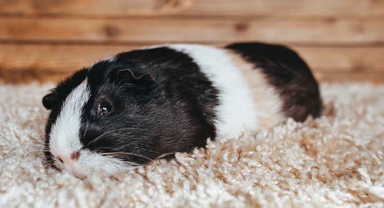 There are many potential causes of physical pain or illness in guinea pigs, so it's important to consult a veterinarian if your guinea pig is displaying any unusual symptoms.