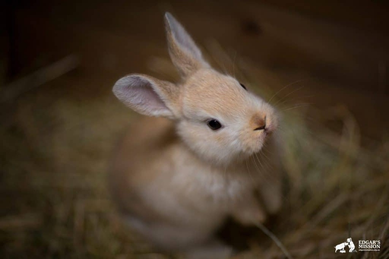 There are many potential reasons for a rabbit's behavior problems, including medical issues, stress, and lack of litter training.