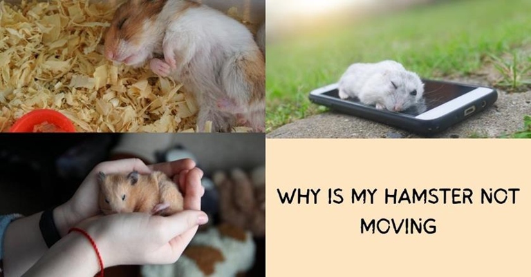 There are many potential reasons why your hamster is not moving, ranging from simple to serious.