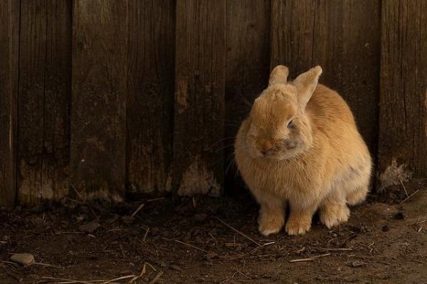 There are many potential reasons why your rabbit may not be moving around much.