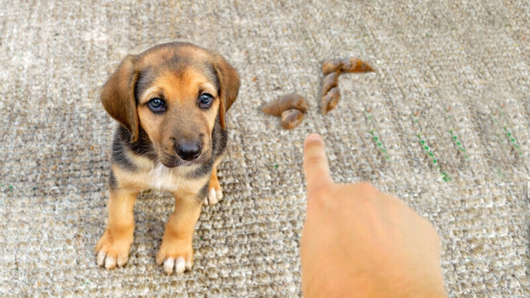 There are many reasons why a dog might poop on a bed, but fear is one possible explanation.