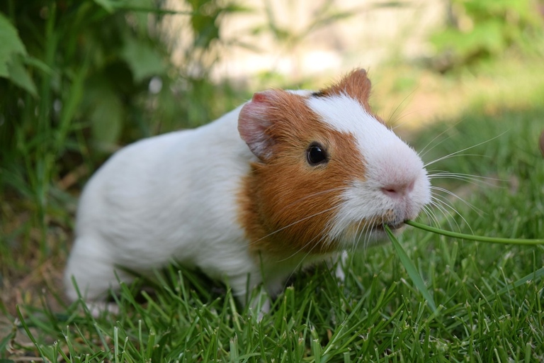 There are many reasons why guinea pigs may not be eating hay, including illness, lack of hay, or lack of appetite.