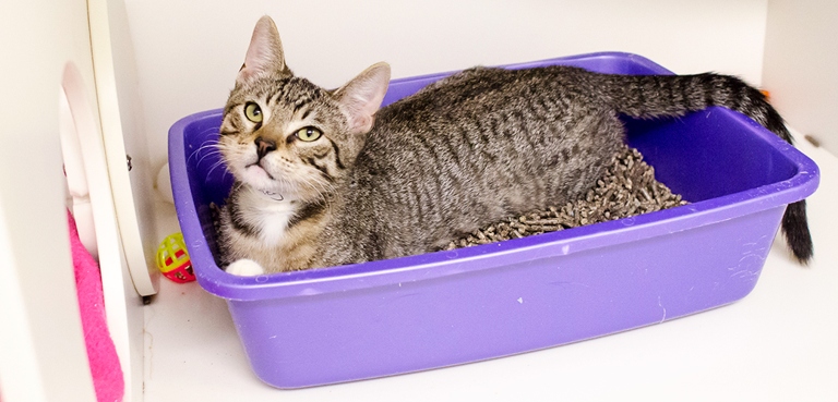 There are many reasons why your cat may be playing with its poop, but one common reason is that the litter box is not in a good location.