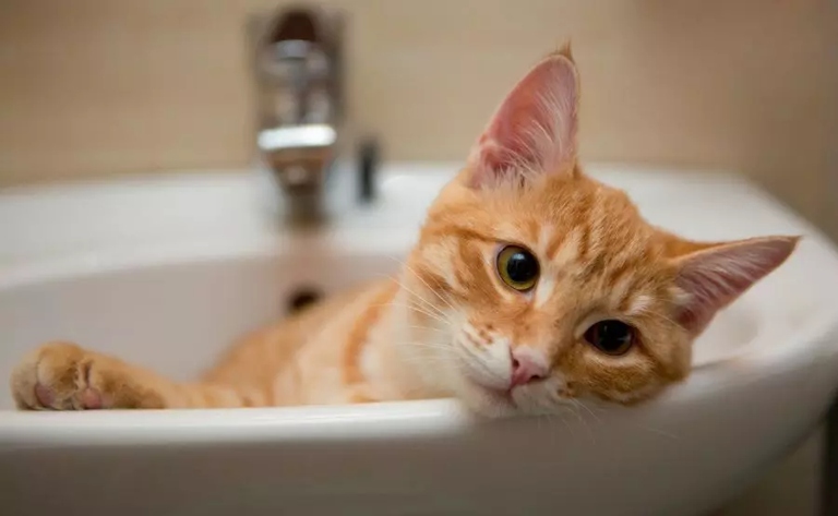 There are many reasons why your cat might be peeing in the sink.