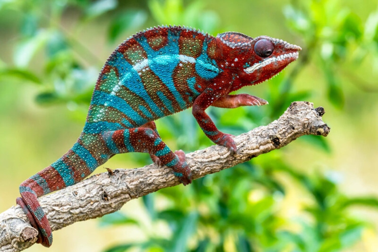 There are many reasons why your chameleon might be hanging upside down, but one possibility is that the chameleon is trying to absorb light.