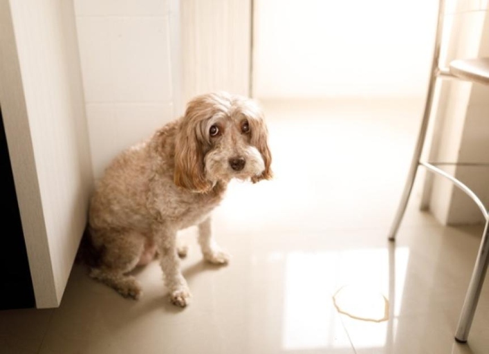 There are many reasons why your dog may start urinating in the house, even if they are house-trained.