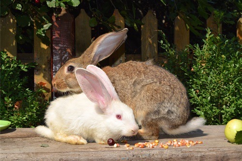 There are many reasons why your rabbit might not be moving around much, but most of them are of minor concern.