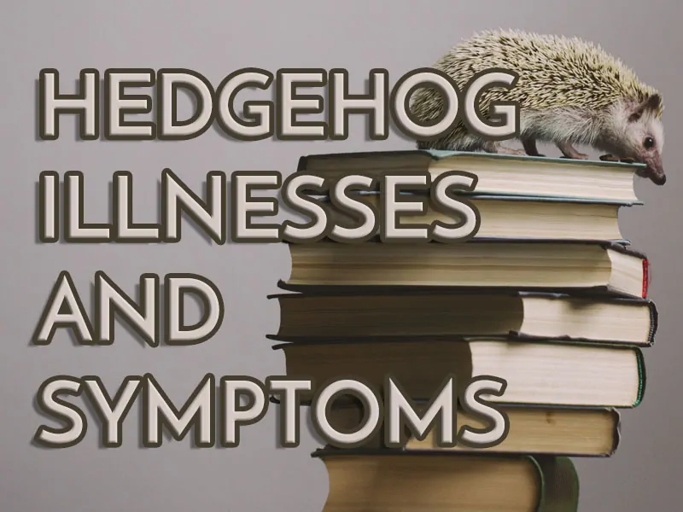 There are many reproductive diseases that can affect hedgehogs.