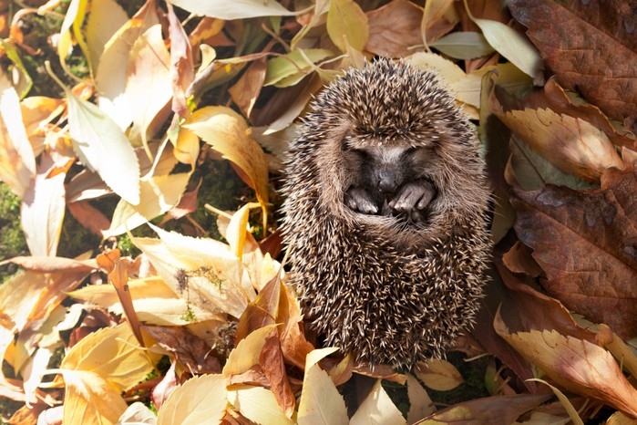 There are many things that can cause a hedgehog to die, but the most common are lack of food and water, and exposure to the elements.