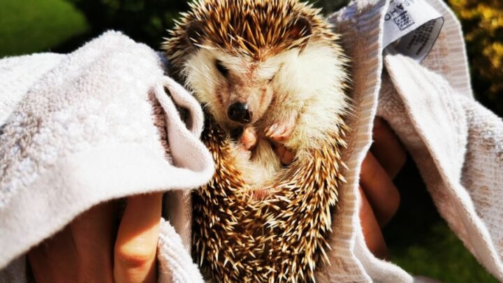 There are many things you can do to comfort a dying hedgehog, but one of the most important things is to make sure they are comfortable and have a good sleeping pattern.
