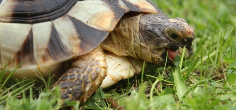 There are many types of tortoises, each with their own specific diet.