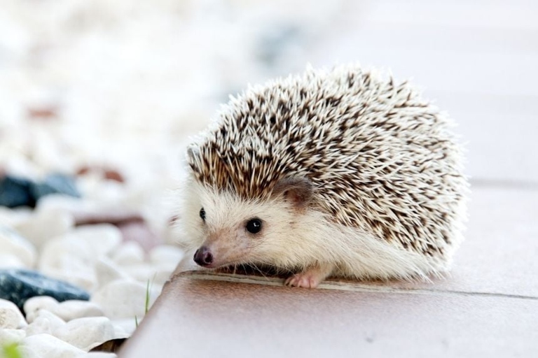 There are no specific laws or rules around emotional support hedgehogs, but they are generally considered to be low-maintenance pets.