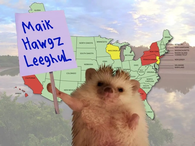 There are only a few species of hedgehogs that are legal to keep as pets in America.