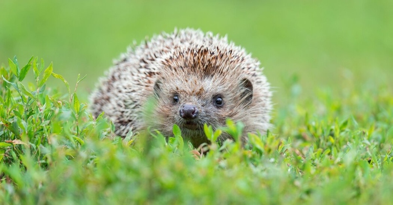 There are other diseases that hedgehogs can get besides the ones mentioned in the article.