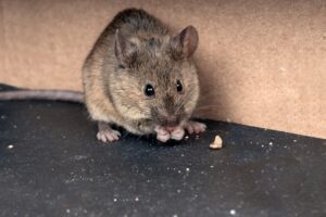 There are other methods to get rid of mice near hamsters, such as using a mouse trap.
