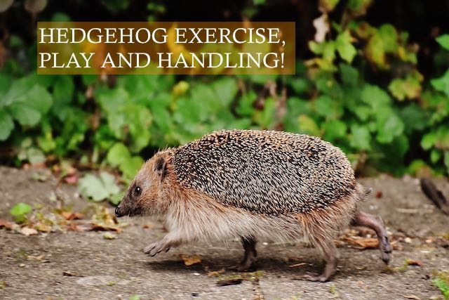 There are other types of exercise to consider for your hedgehog.